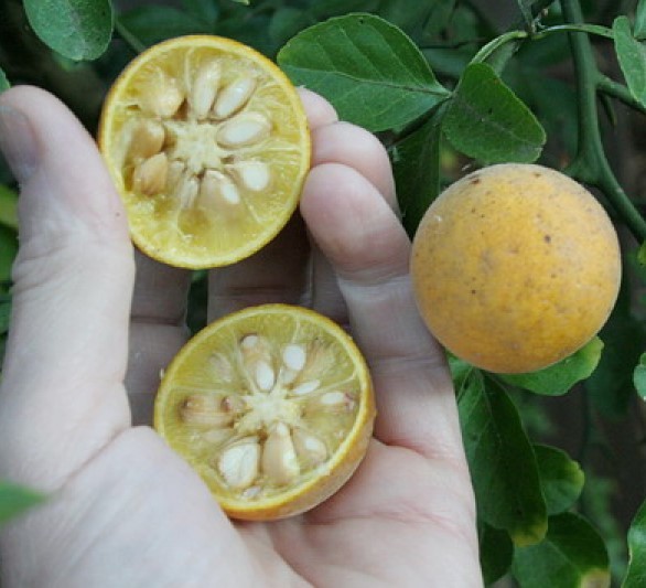 SIX HARDY PONCIRUS TRIFOLIATE ORANGE TREES 6 - 10