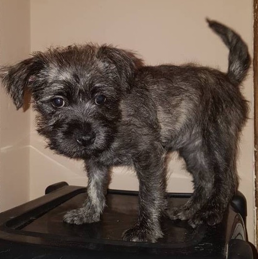 Bichon frise x cairn terrier in Tremorfa, Cardiff Gumtree