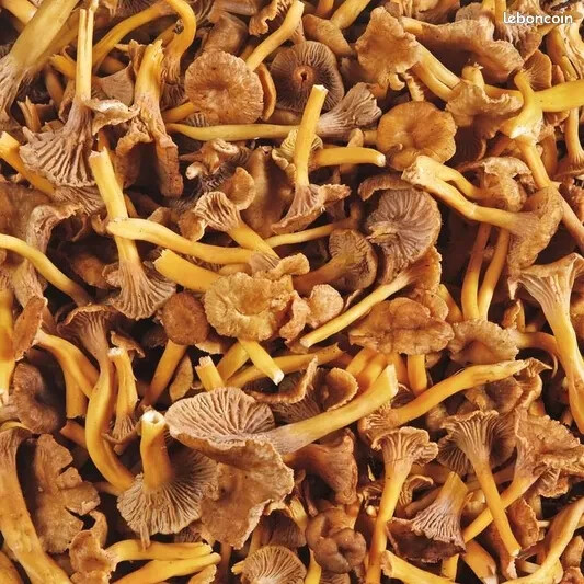 Chanterelle FraÃ®Che Cueillette Du Jour 1kg 