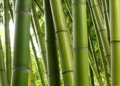Canne bambu per orto prezzi