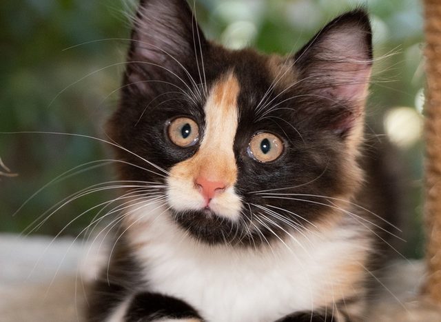 Tilly rescue cat SK4258 VET WORK INCLUDED | Cats & Kittens | Gumtree