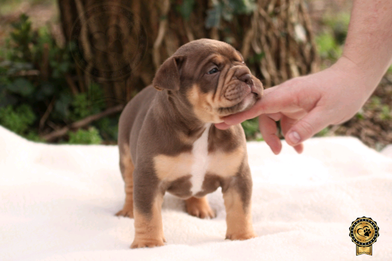ABKC American Pocket bully male. chocolate Tri!! in Portsmouth