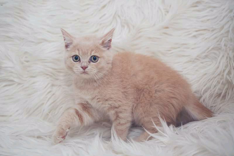 beautiful british shorthair cross ragdoll kittens in Bearsden, Glasgow Gumtree