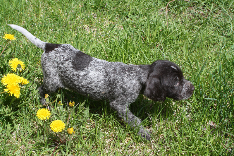 Griffons Korthals compagnon et chien  de chasse polyvalent  