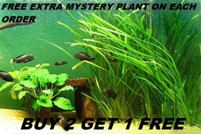 6 Vallisneria Jungle Val plants Fresh Live Aquarium Plants BUY2GET1FREE