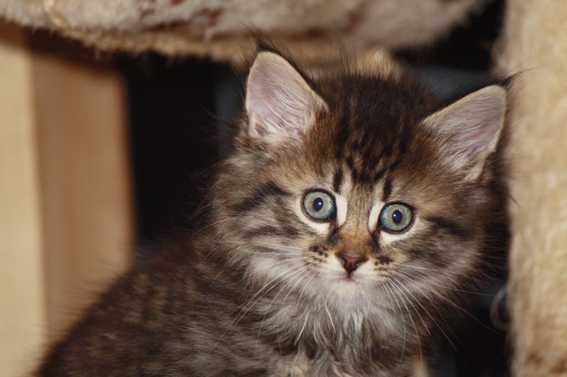 Beautiful Maine coon X Bengal kittens in Culverhouse Cross, Cardiff Gumtree