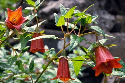 BICACARO canarina canariensis fruta comestible edible fruit 50 semillas - seeds