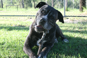 Cane Corso Male For Sale Dogs Puppies Gumtree