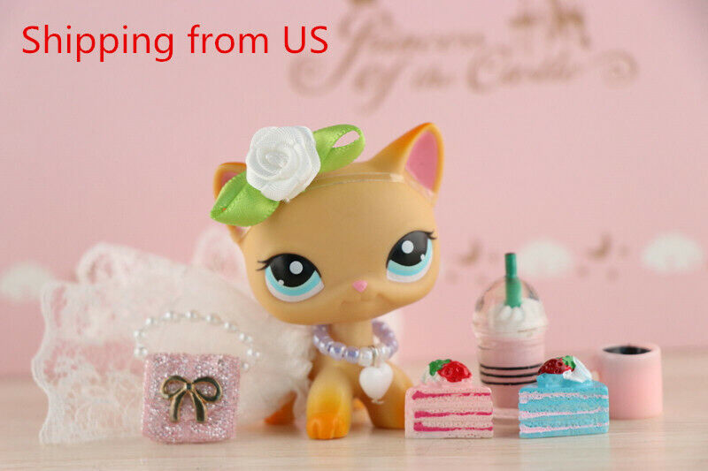 Lps shorthair sale 339