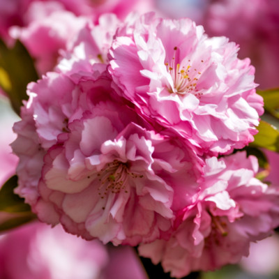 Kwanzan Japanese Flowering Cherry Tree - 8-14'' Tall - 2.5'' Pot - Prunus 'Kanzan'