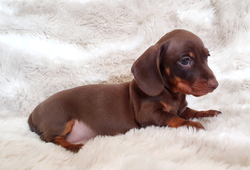 BEAUTIFUL LITTER OF MINIATURE DACHSHUND PUPPIES in Todmorden, West