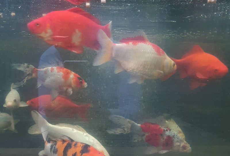 Pond Goldfish for sale in UK 85 used Pond Goldfishs