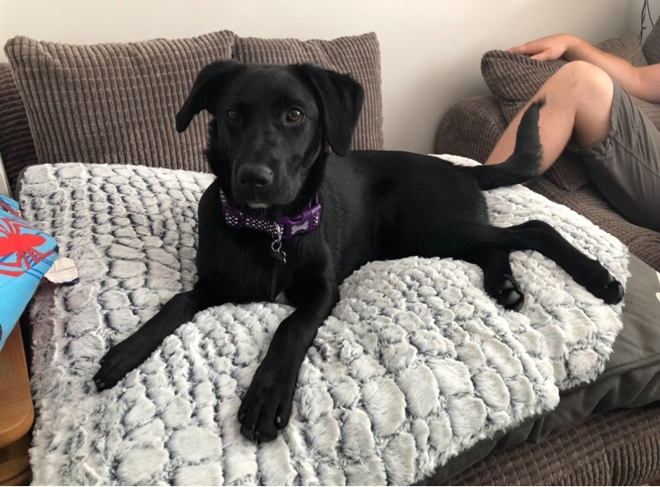 Black female Labrador 1 year old puppy in Southampton, Hampshire