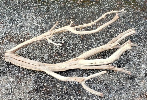 Large Manzanita Driftwood aquarium terrarium aquascape crafts