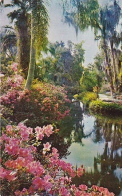 View of Lagoon-CYPRESS GARDENS, Florida