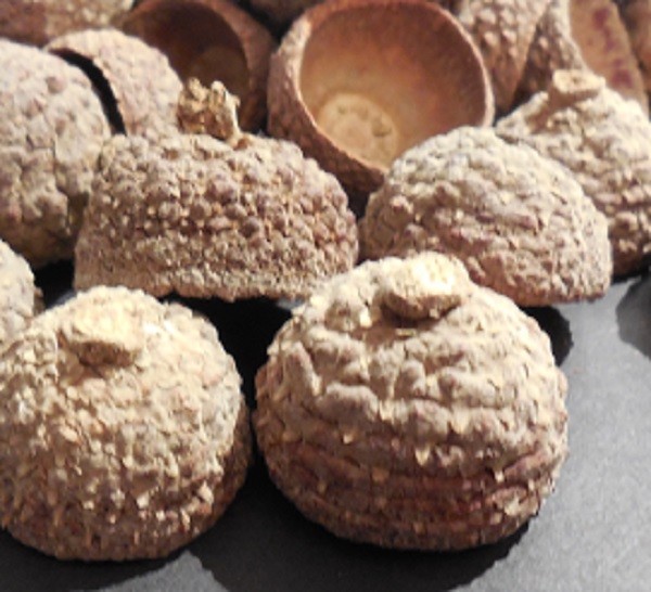 ACORN CAPS - CALIFORNIA ACORN CAPS - 130 EACH - ALL NATURAL - CLEAN