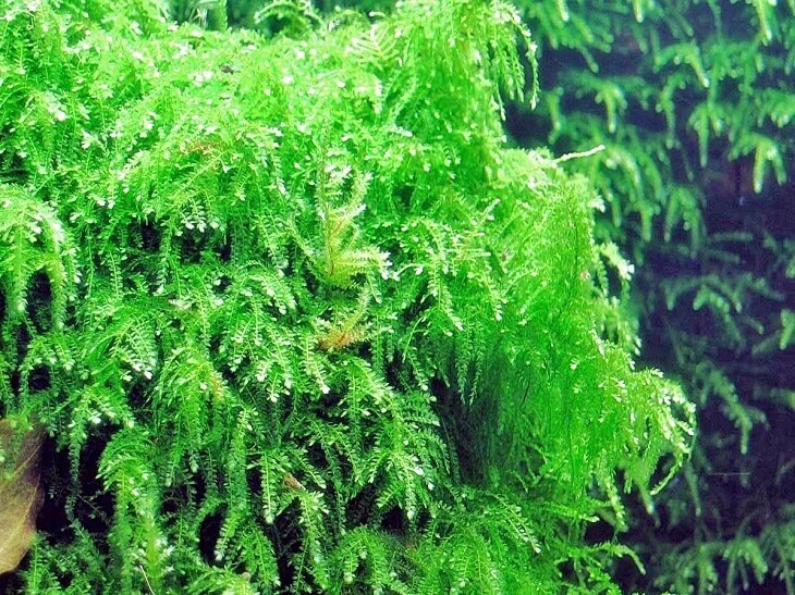 5x5cm Weeping Moss Vesicularia ferriei Live Tropical Aquarium Plant