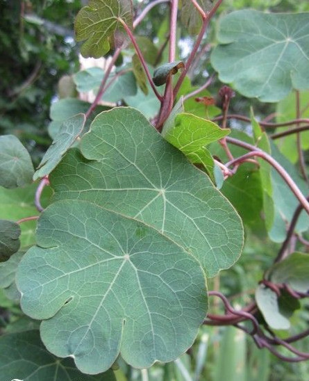 â« Capucine TubÃ©Reuse -Tropaelum Tuberosum â« Graine â« Plante PotagÃ¨Re Gustative â«