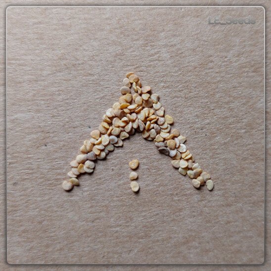 125x Withania somnifera "Ashwagandha"-Schlafbeere-Ginseng-Winterkirsche-exot