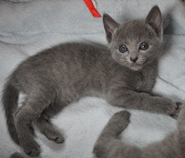 Beautiful grey kittens in Birstall, West Yorkshire Gumtree
