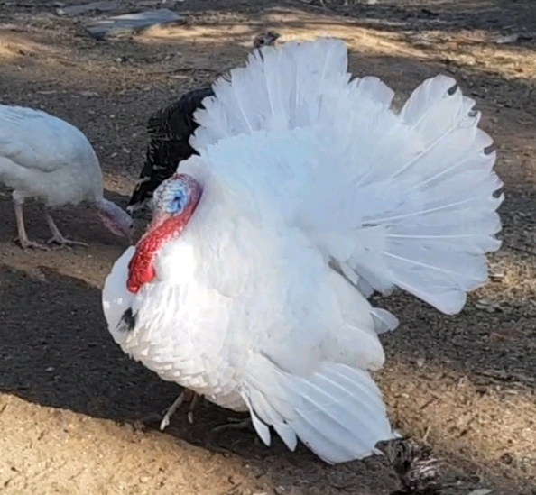 Fertile Turkey Eggs Livestock Gumtree Australia Central Goldfields
