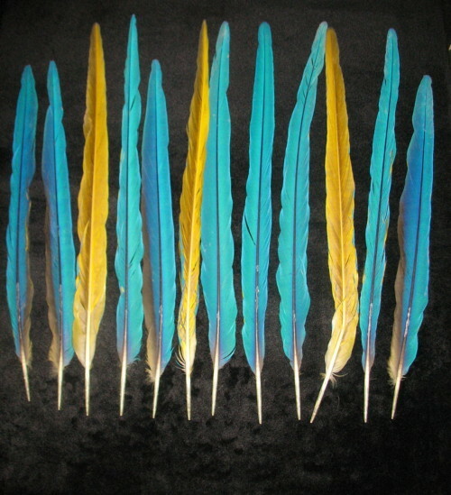 12 BEAUTIFUL BLUE & YELLOW (GOLD) MACAW TAIL FEATHERS 18