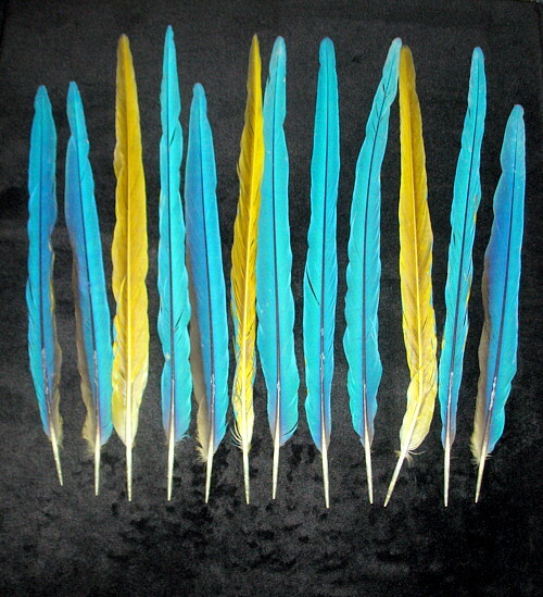 12 BEAUTIFUL BLUE & YELLOW (GOLD) MACAW TAIL FEATHERS 18