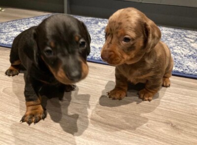 Smooth Coated Stunning Dacshund Puppies In Stafford Staffordshire Gumtree