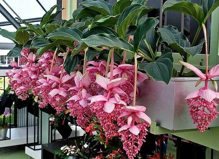 Royal CHANDALIER Magnifica Medinilla Plant~Live Well Rooted STARTER Plant~RARE