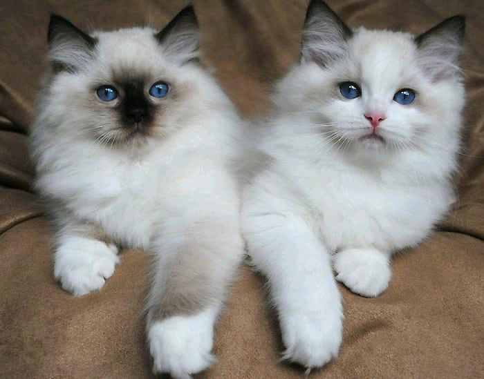Purebred Ragdoll kittens for sale in StokeonTrent, Staffordshire