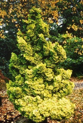 Chamaecyparis obtusa 'Nana Lutea'