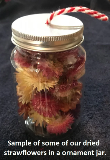 A pack of Assorted Strawflowers (dried) ready for use crafting