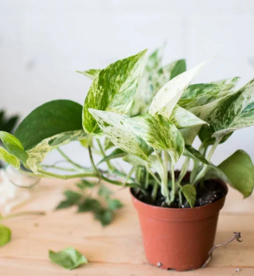 Marble Queen Pothos in 4" Pot | Live Devils Ivy Vine | Well Rooted | Starter Pla