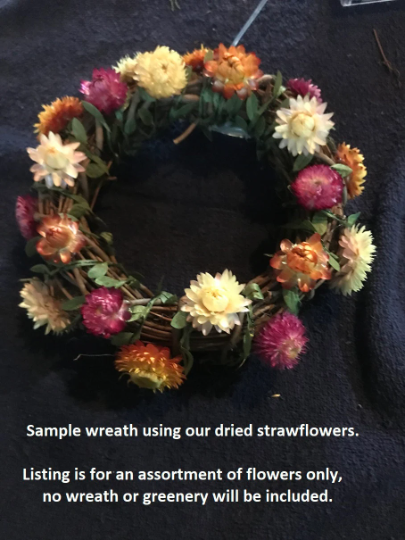 A pack of Assorted Strawflowers (dried) ready for use crafting