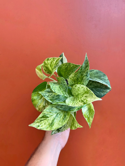 Marble Queen Pothos in 4" Pot | Live Devils Ivy Vine | Well Rooted | Starter Pla