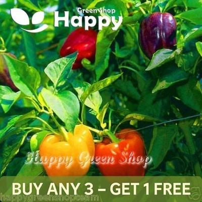 VEGETABLE SWEET BELL PEPPER MIX - 70 seeds - Purple Orange Red Yellow Green