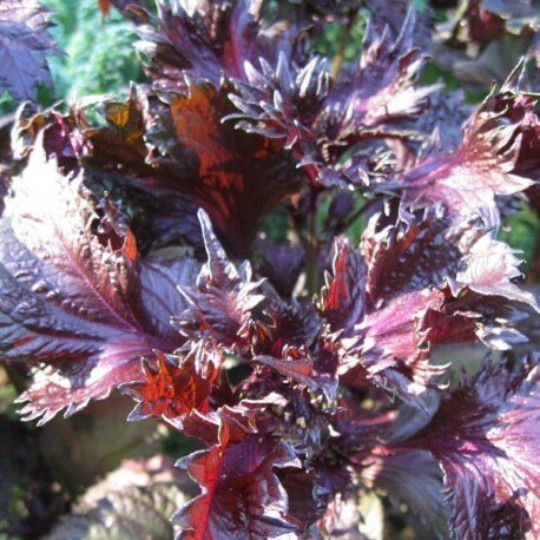 Graines De Shiso Pourpre,PÃRilla Rouge,Perilla Frutescens,Basilic Japonais