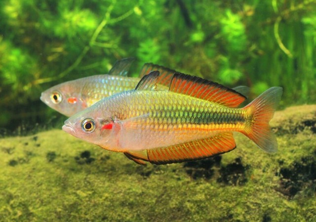Crimson spotted rainbow fish juvies - adults 10 for $20 | Fish