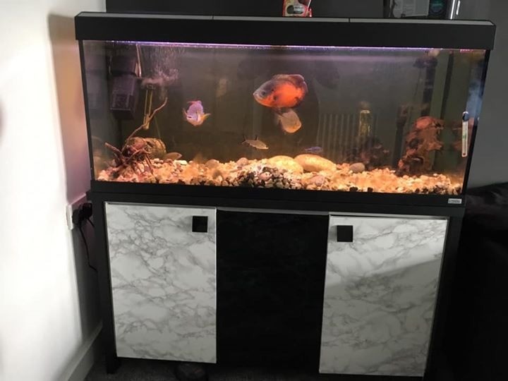 Fluval Aquarium / Fish Tank 55 Gallon in St Neots, Cambridgeshire