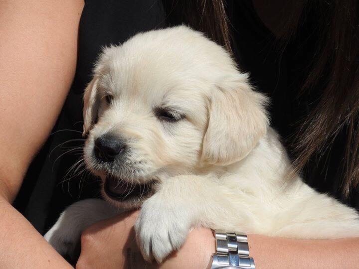 Golden retriever kennel club pups in Dunoon, Argyll and Bute Gumtree