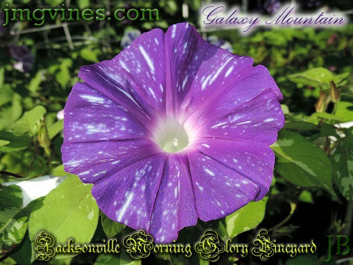 Galaxy Mountain Japanese Morning Glory 6 Qty | eBay