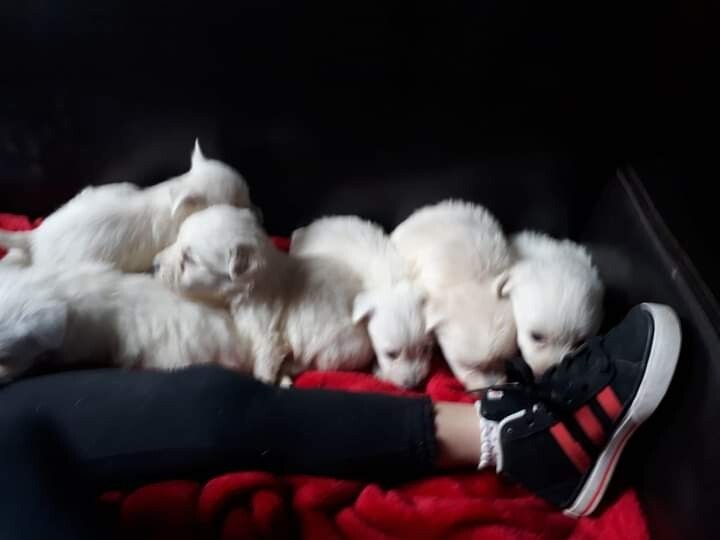 Westie puppies £500 | in Pontardawe, Swansea | Gumtree