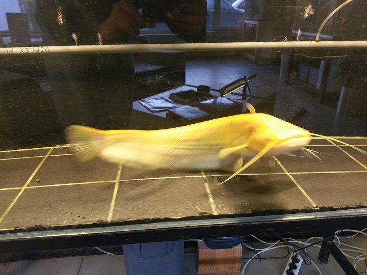 Albino Wels Catfish 45cm email for price in Wigan, Manchester Gumtree