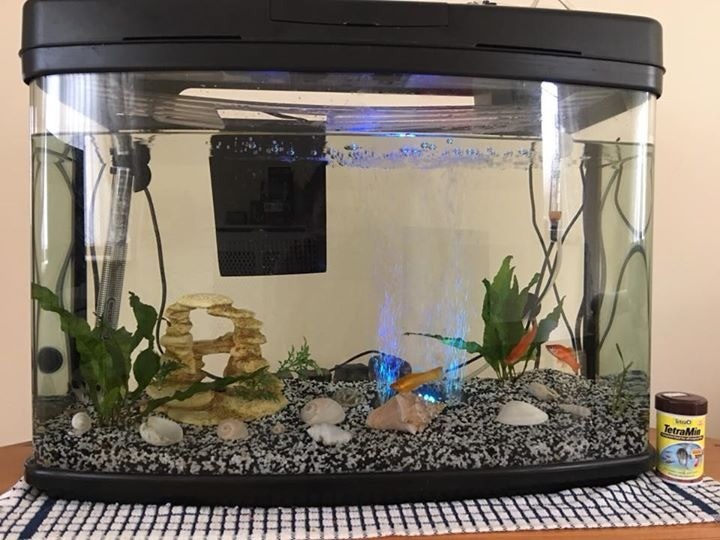 Fish Tanks For Sale Near Me Cheap - magical-return