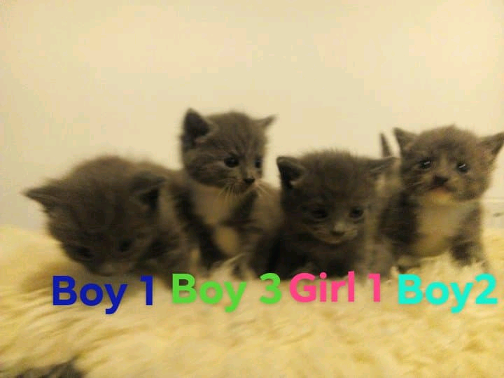 Grey kittens in Hull, East Yorkshire Gumtree