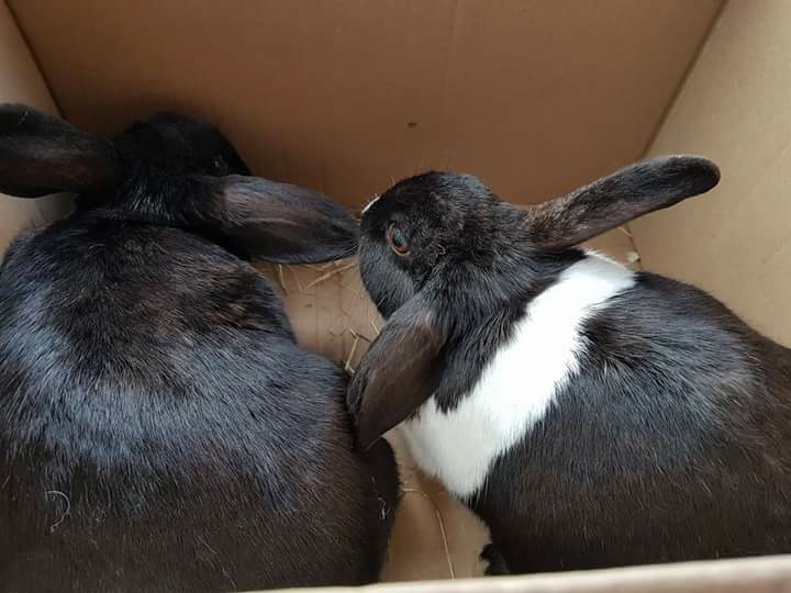 2 female rabbits in Bridgend Gumtree