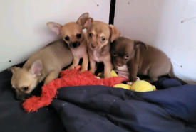 chihuahua puppies Ready now 