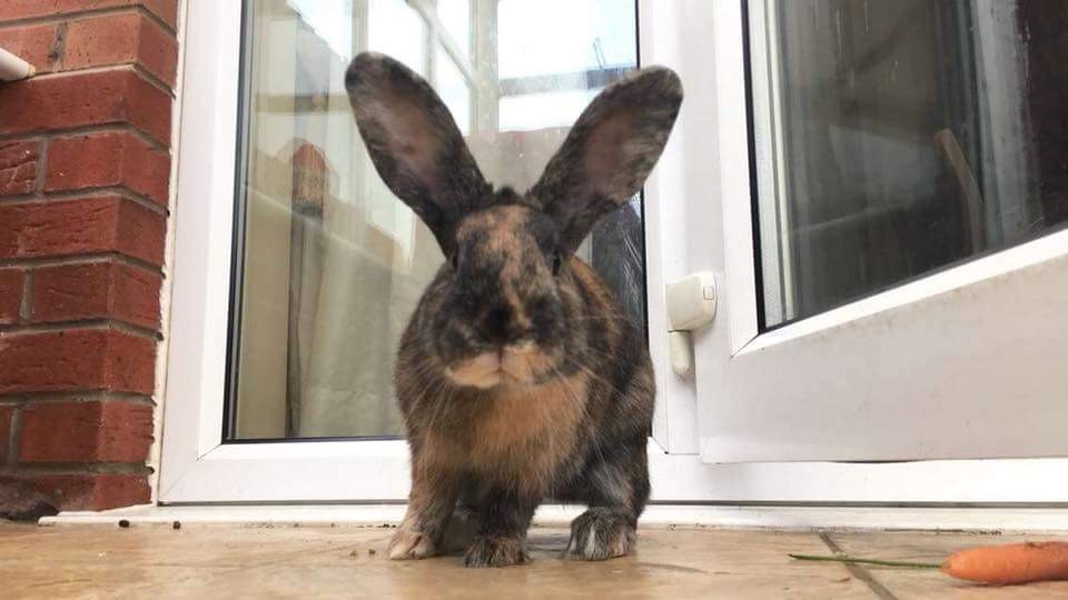 2 male neutered rabbits in Bromsgrove, Worcestershire Gumtree