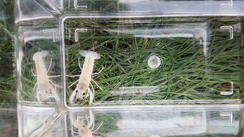 8 (1”+) Snow White Crayfish