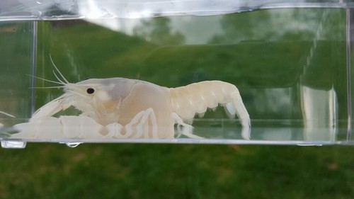 8 (1”+) Snow White Crayfish